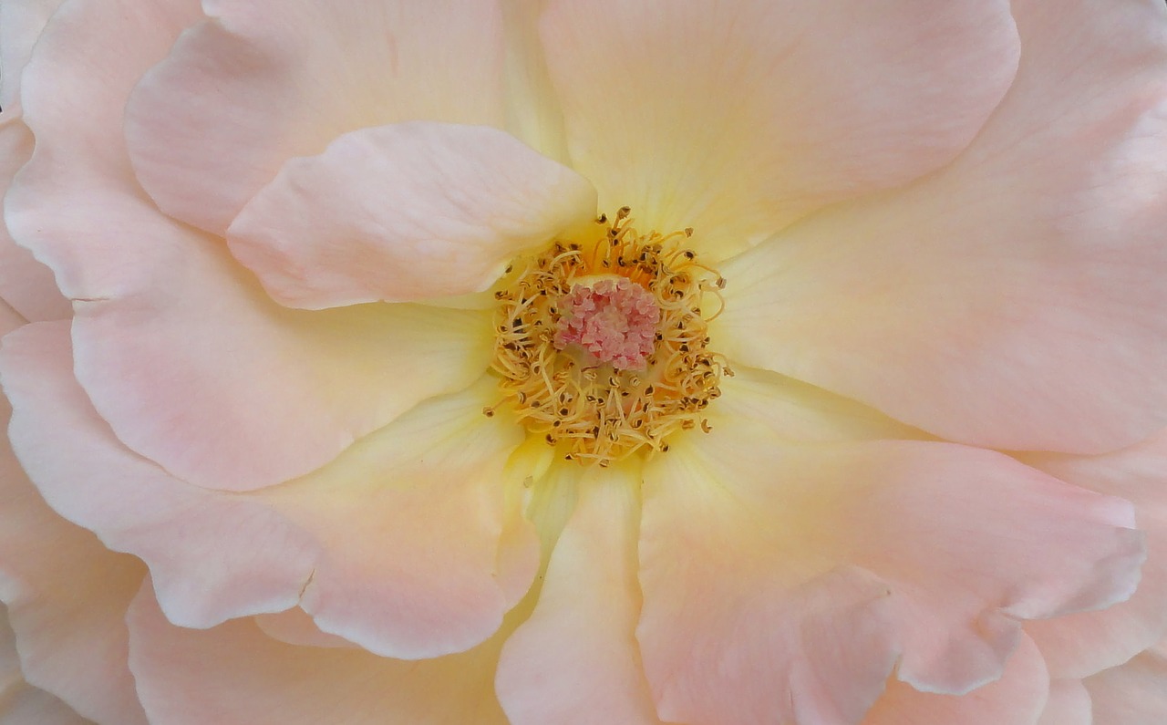 Image - soft pink rose splendor bloomed