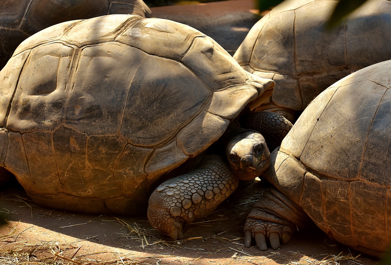 Image - giant tortoises animals panzer zoo