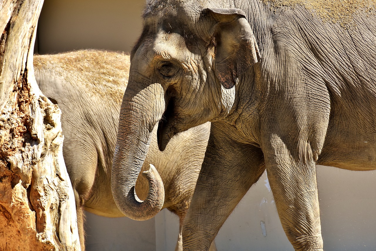 Image - elephant proboscis sand high throw