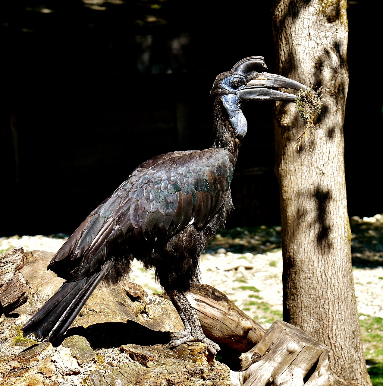 Image - ground hornbill bird feather