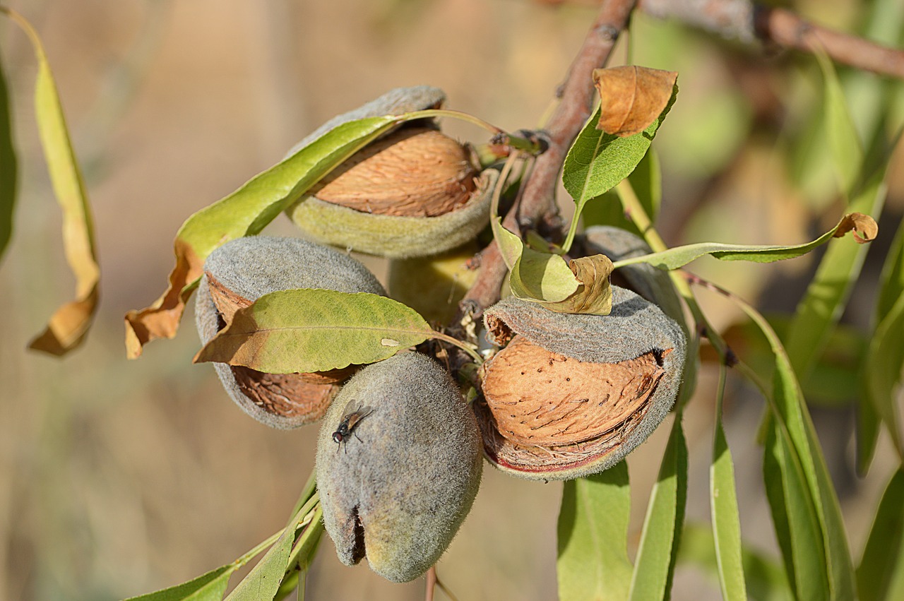 Image - almonds maturation dried fruits