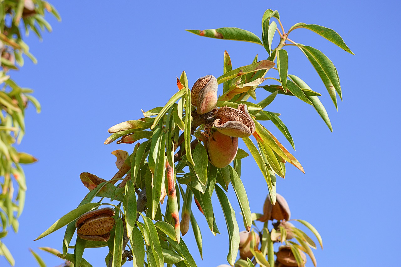 Image - almonds maturation agriculture