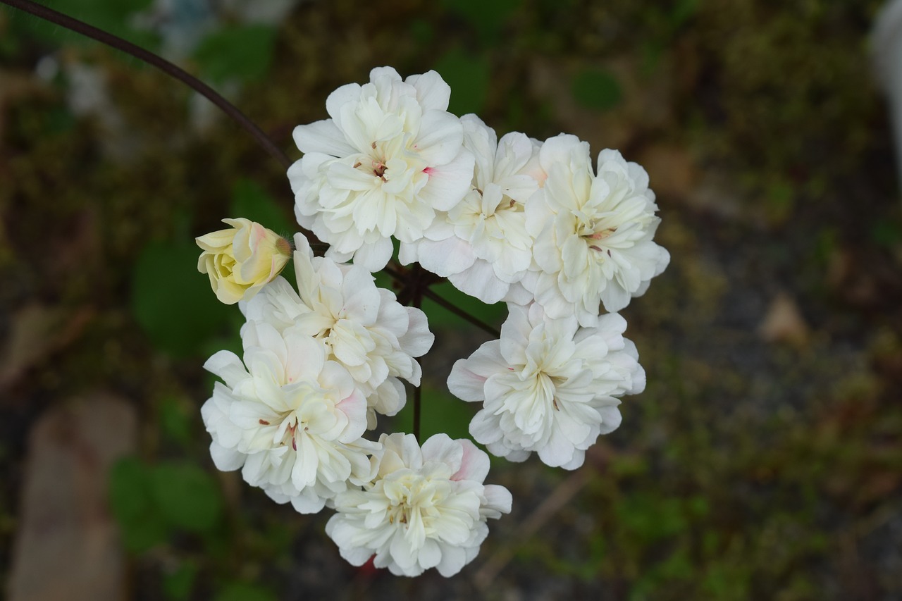 Image - geranium flower cremevit garden