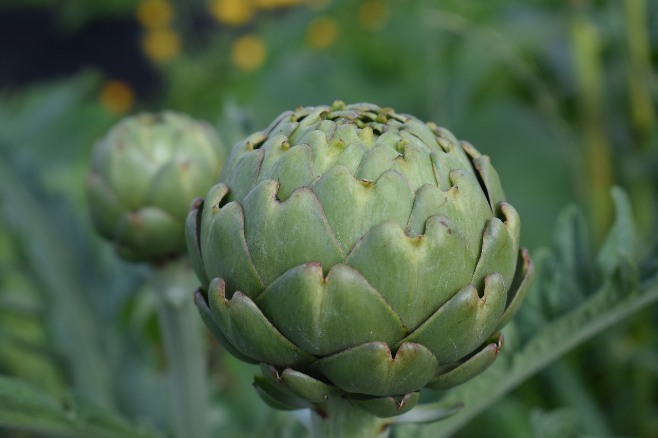 Image - artichoke cultivation grow garden