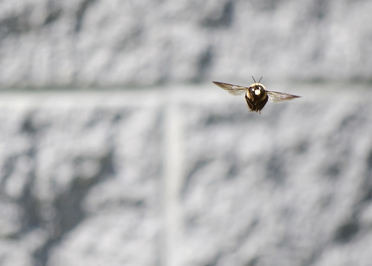 Image - bee carpenter bee wood bee wood