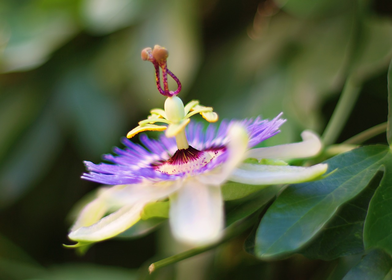 Image - flower passion flower purple