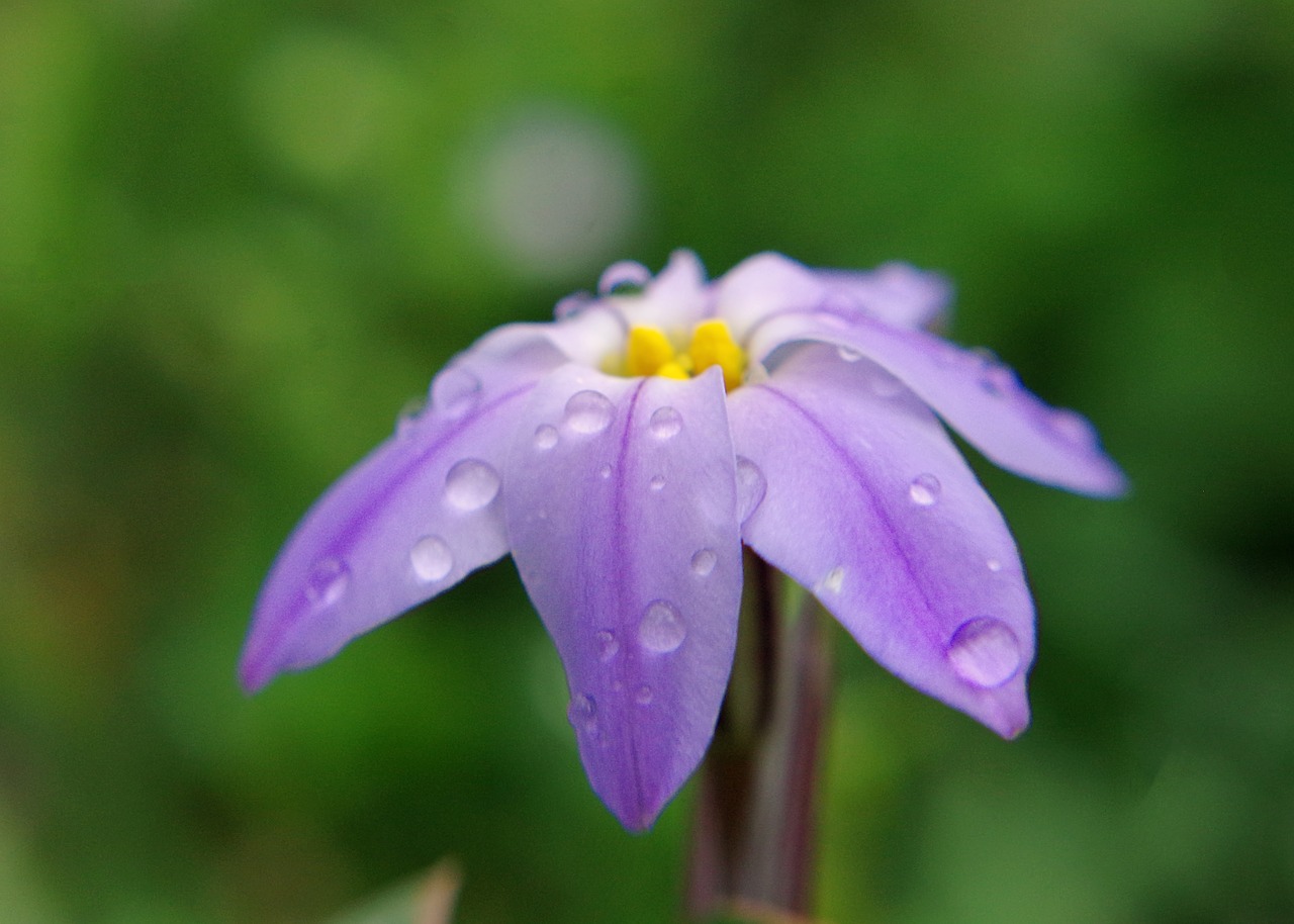 Image - rain flower purple macro garden