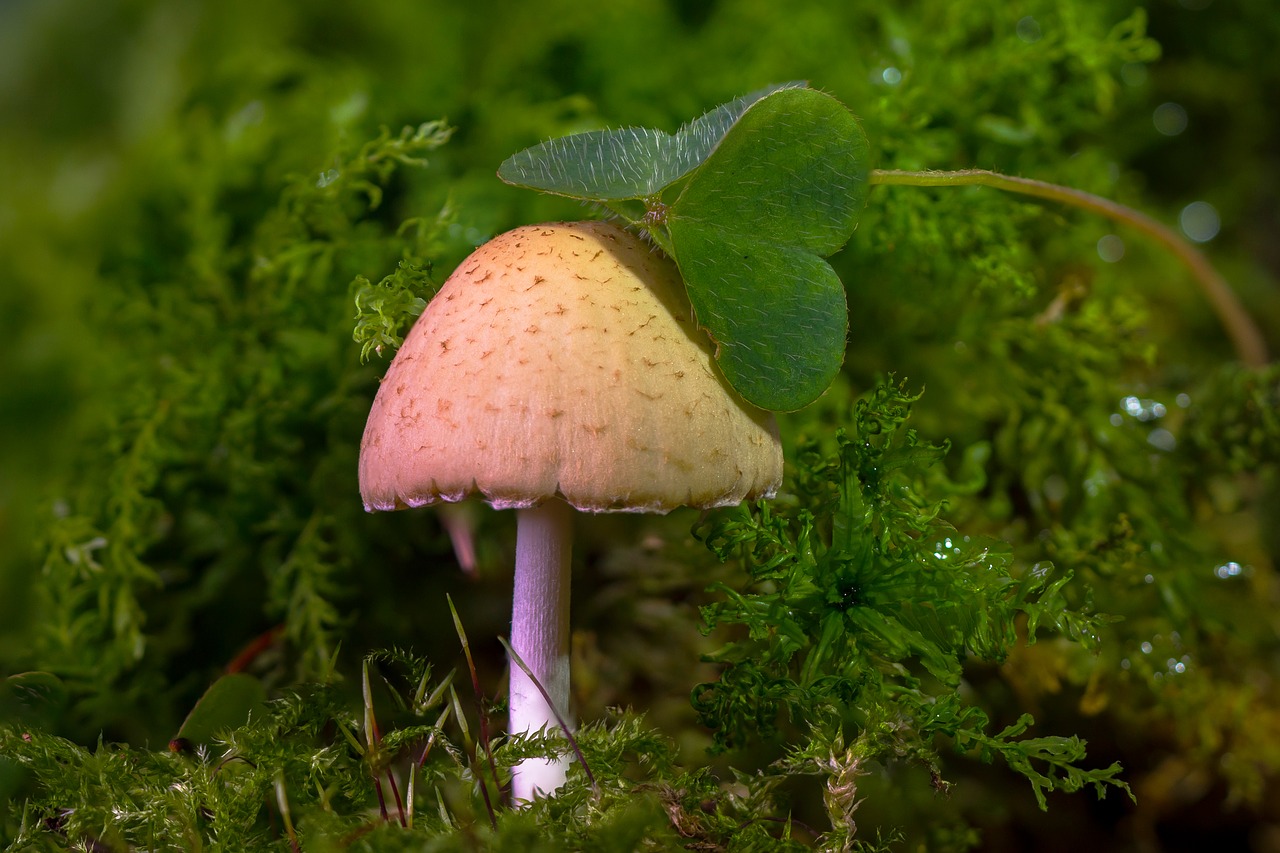 Image - mushroom mini mushroom sponge moss