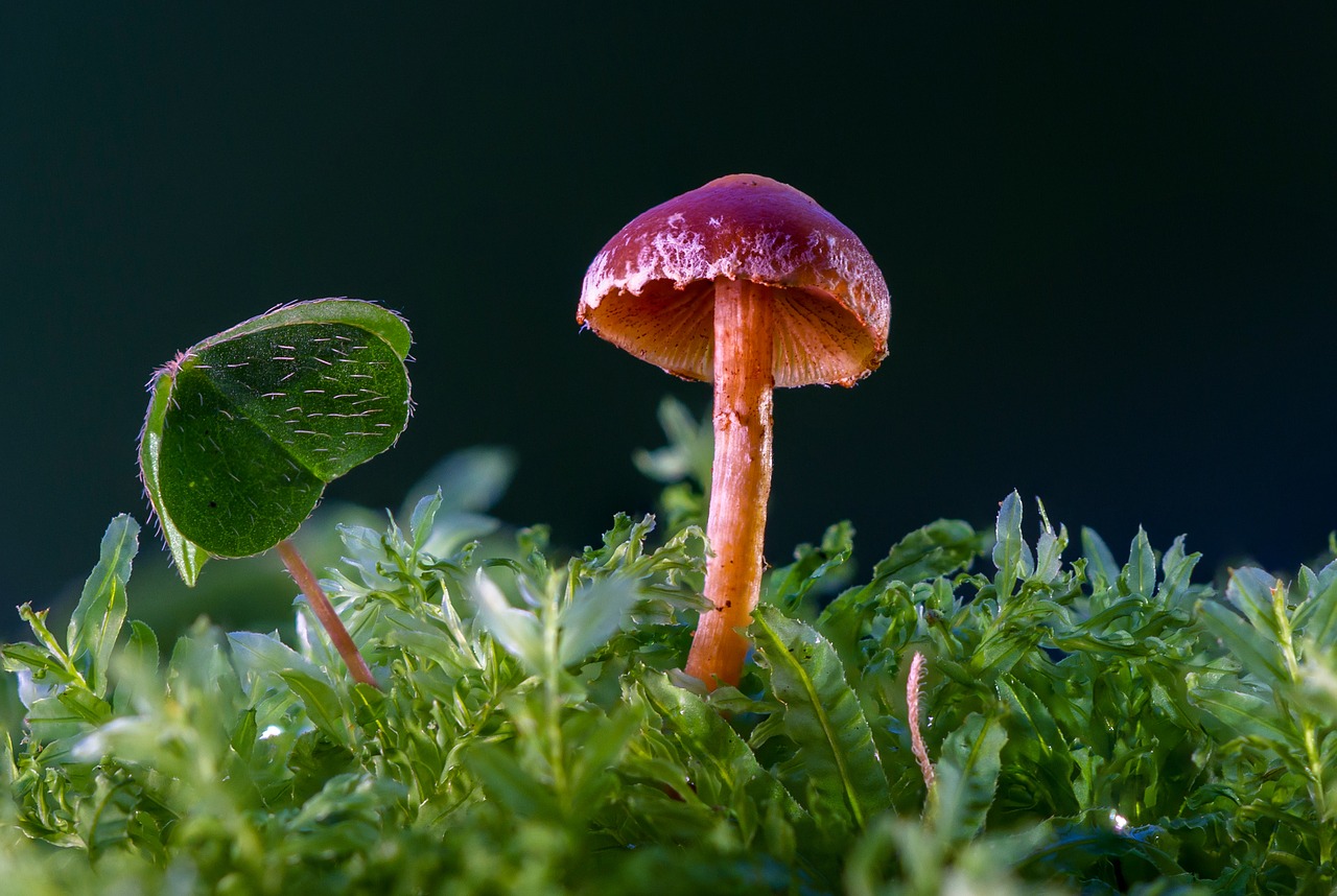 Image - mushroom mini mushroom sponge moss