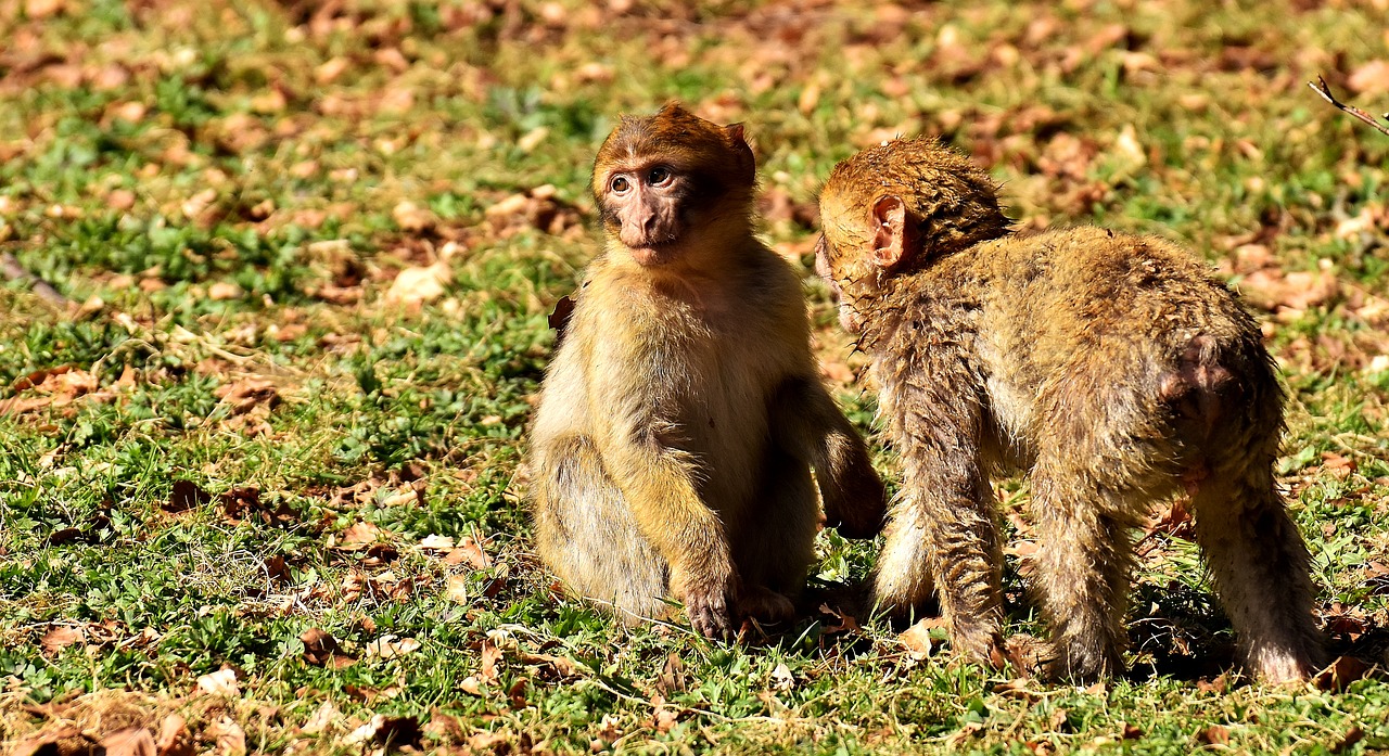 Image - berber monkeys play cute