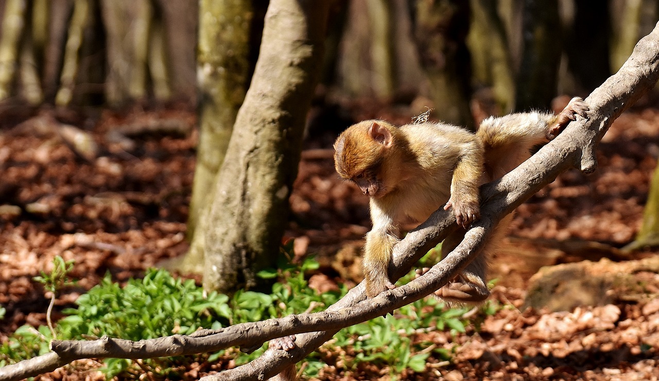 Image - barbary ape climb play cute