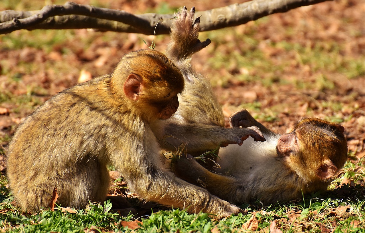 Image - berber monkeys play cute