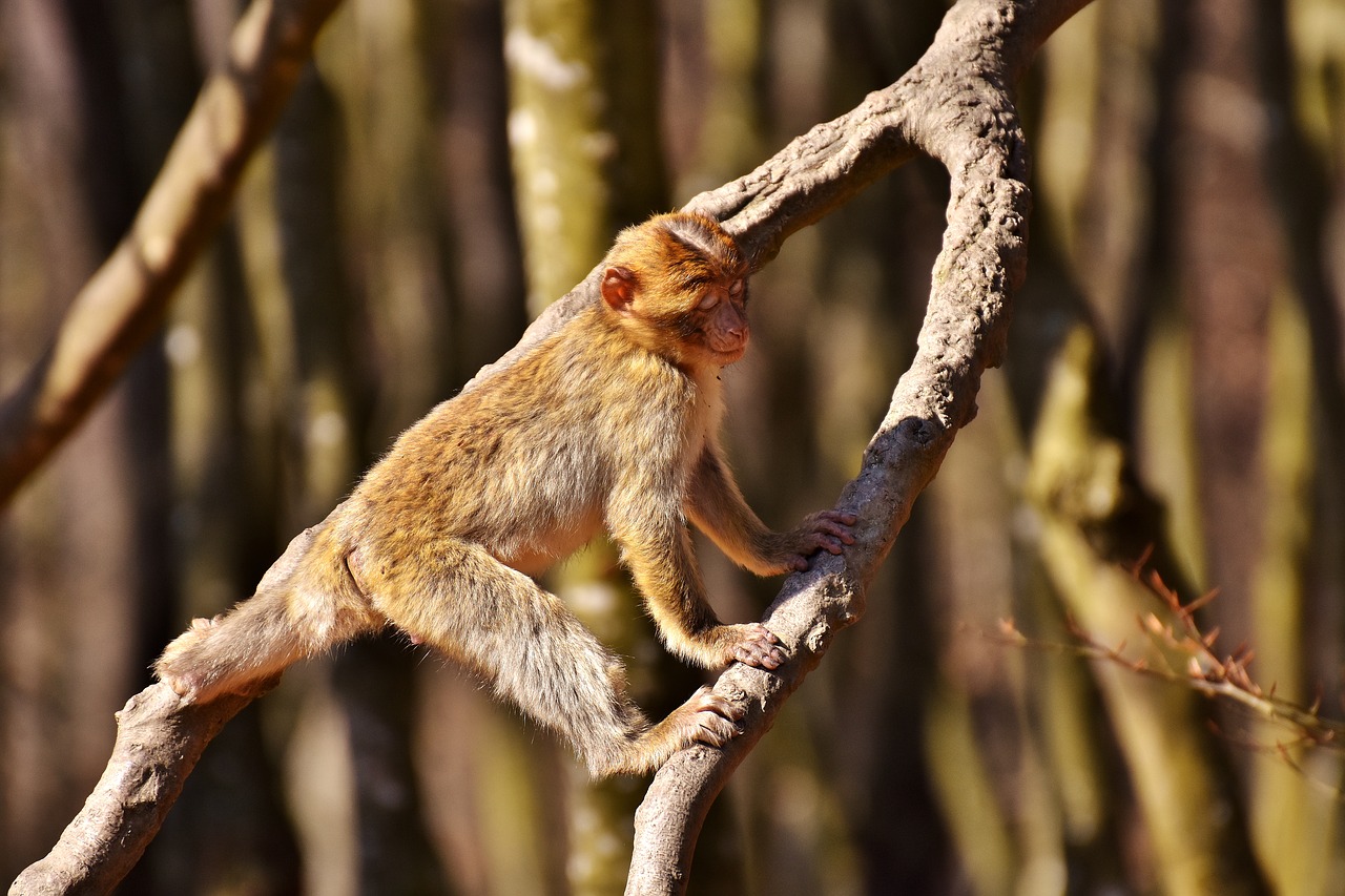 Image - barbary ape climb play cute