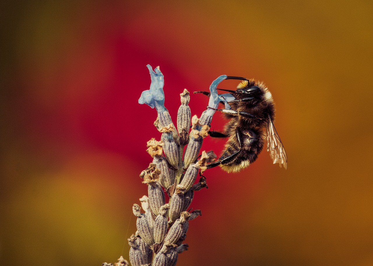 Image - bee rose insect close orange