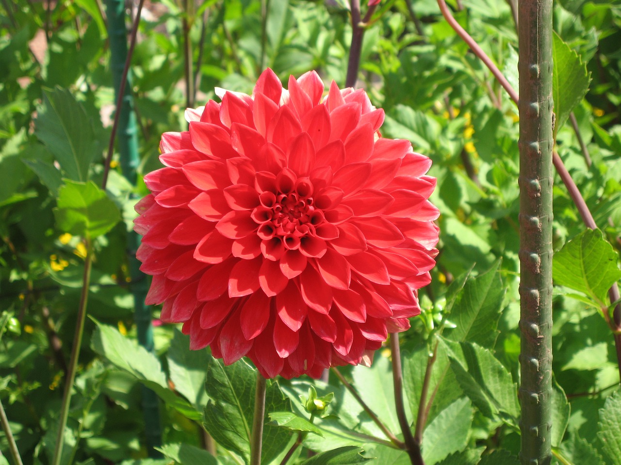 Image - raghavendra red blossom bloom