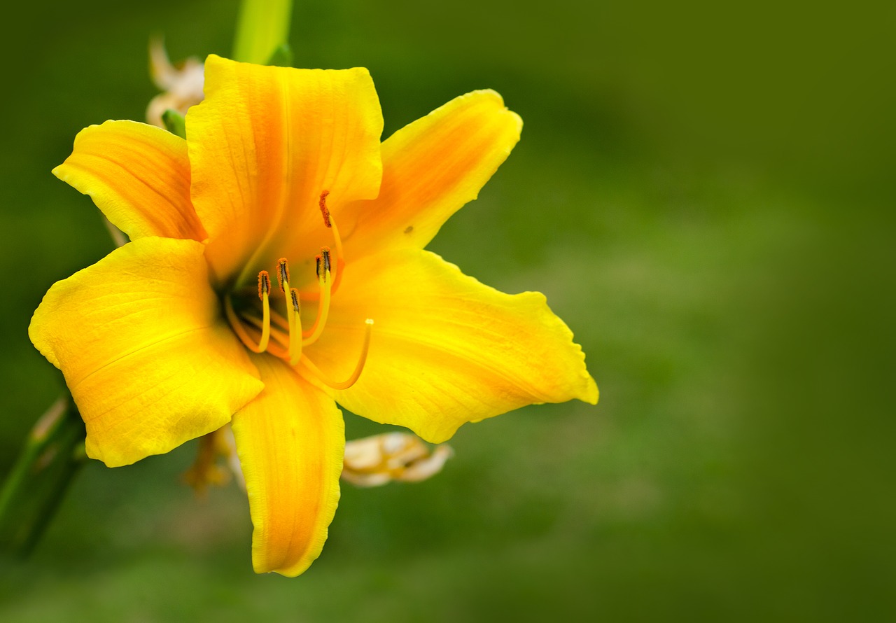 Image - flower amare yelow plants nature