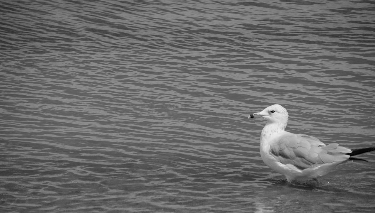 Image - seagull b w black and white water