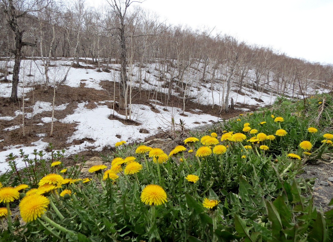 Image - spring dandelions slope flowers