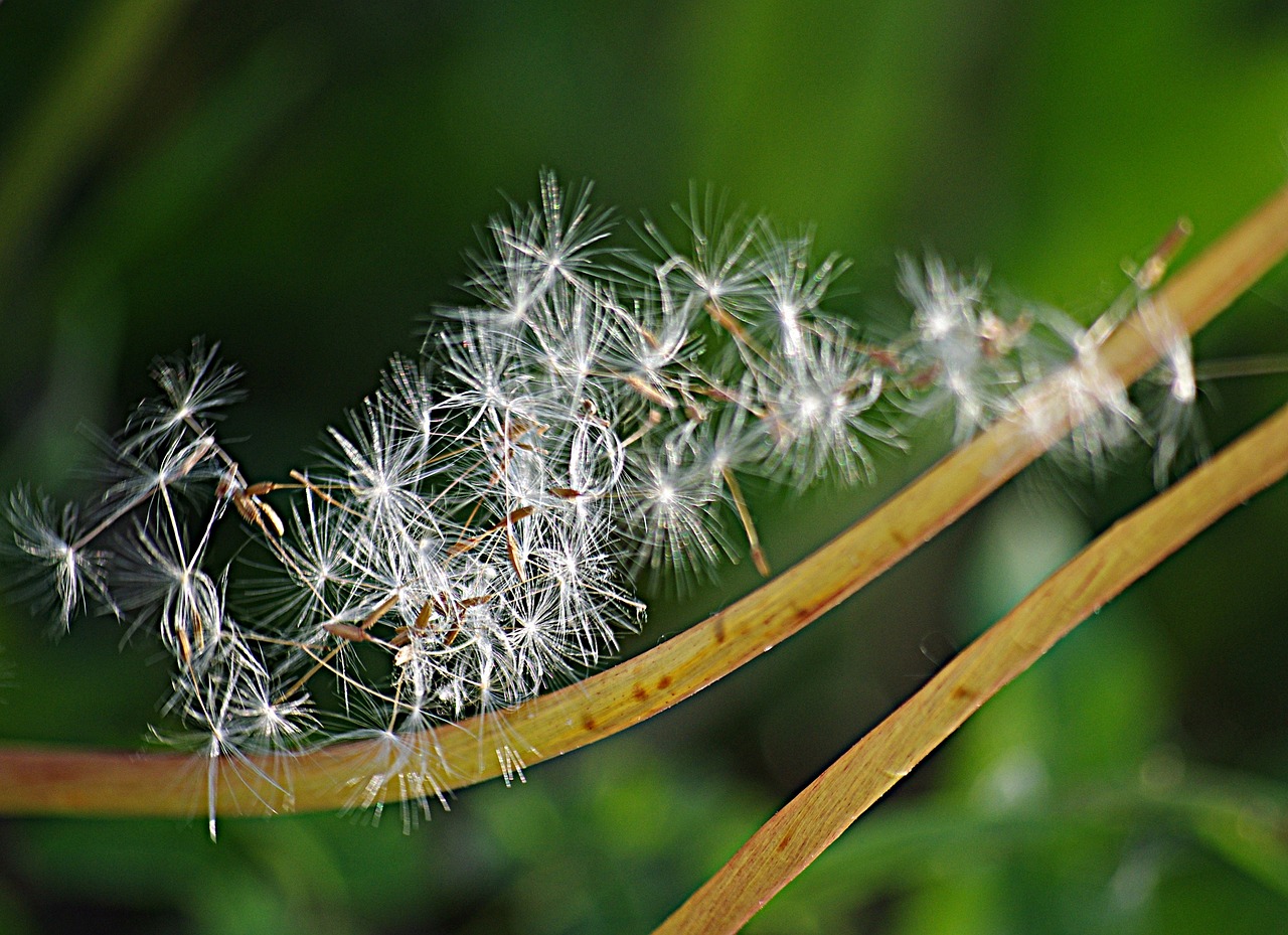 Image - dandelion seeds stalks