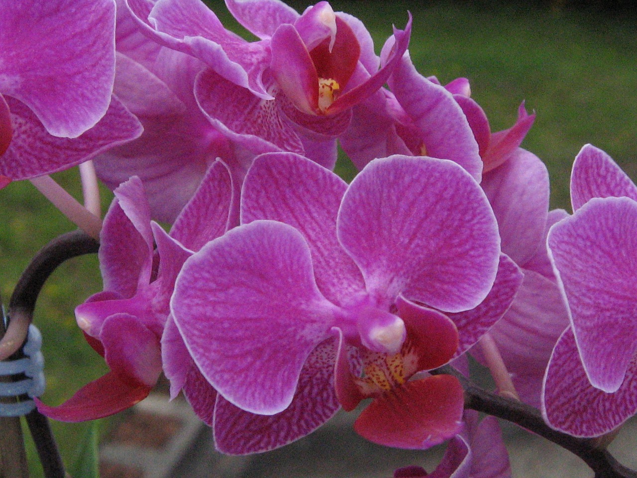 Image - orchid pink houseplant