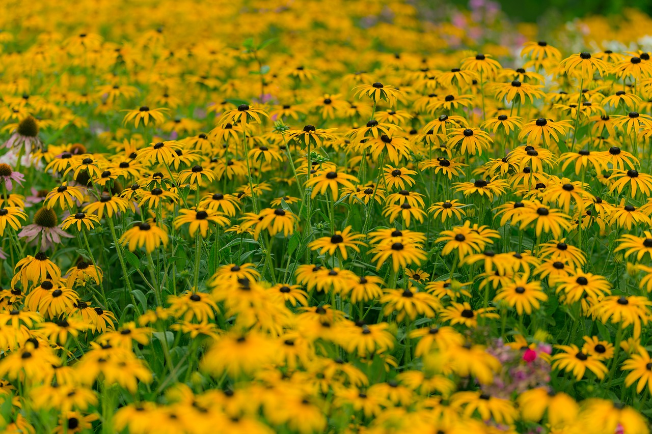 Image - sunflower pasture field meadow