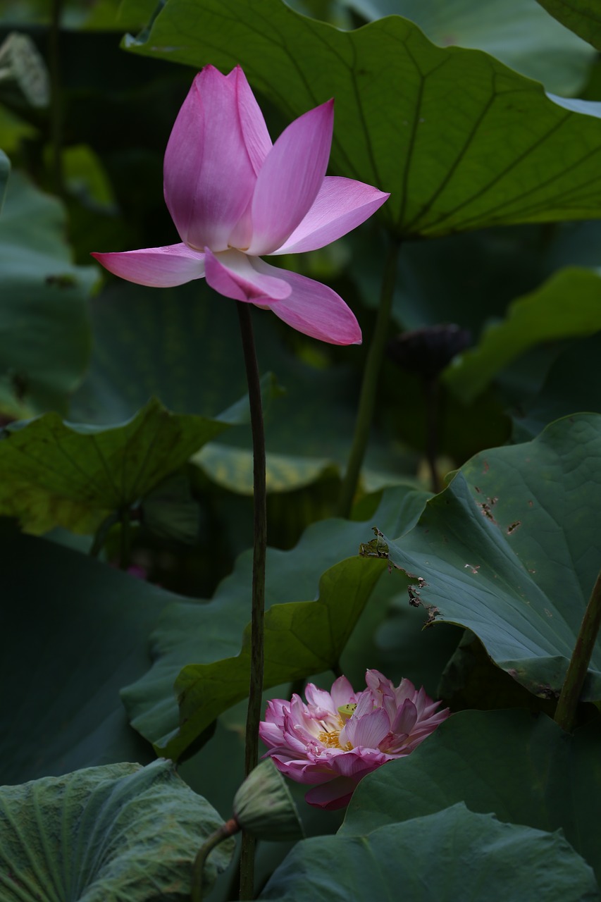 Image - flower lotus taiwan