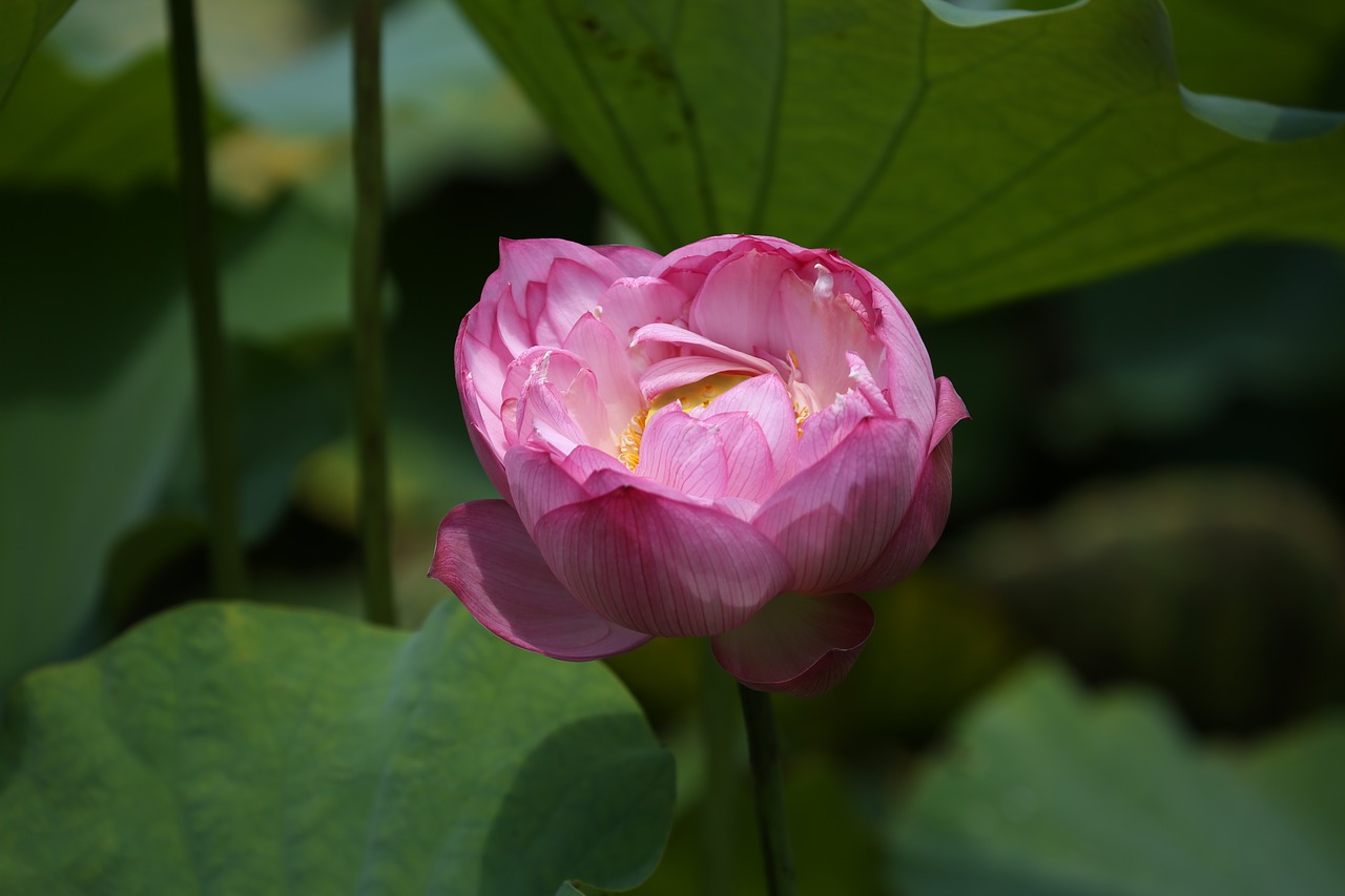 Image - flower lotus taiwan