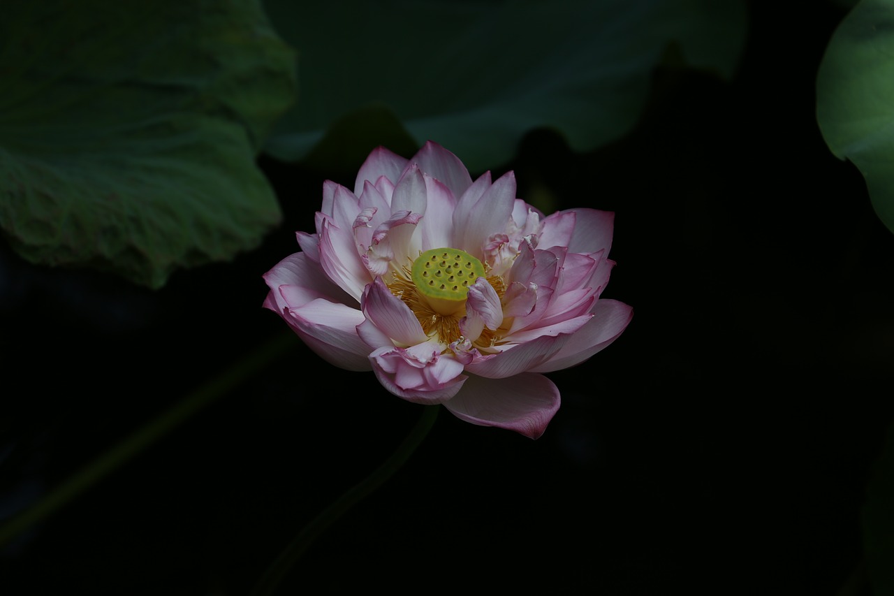 Image - flower lotus taiwan