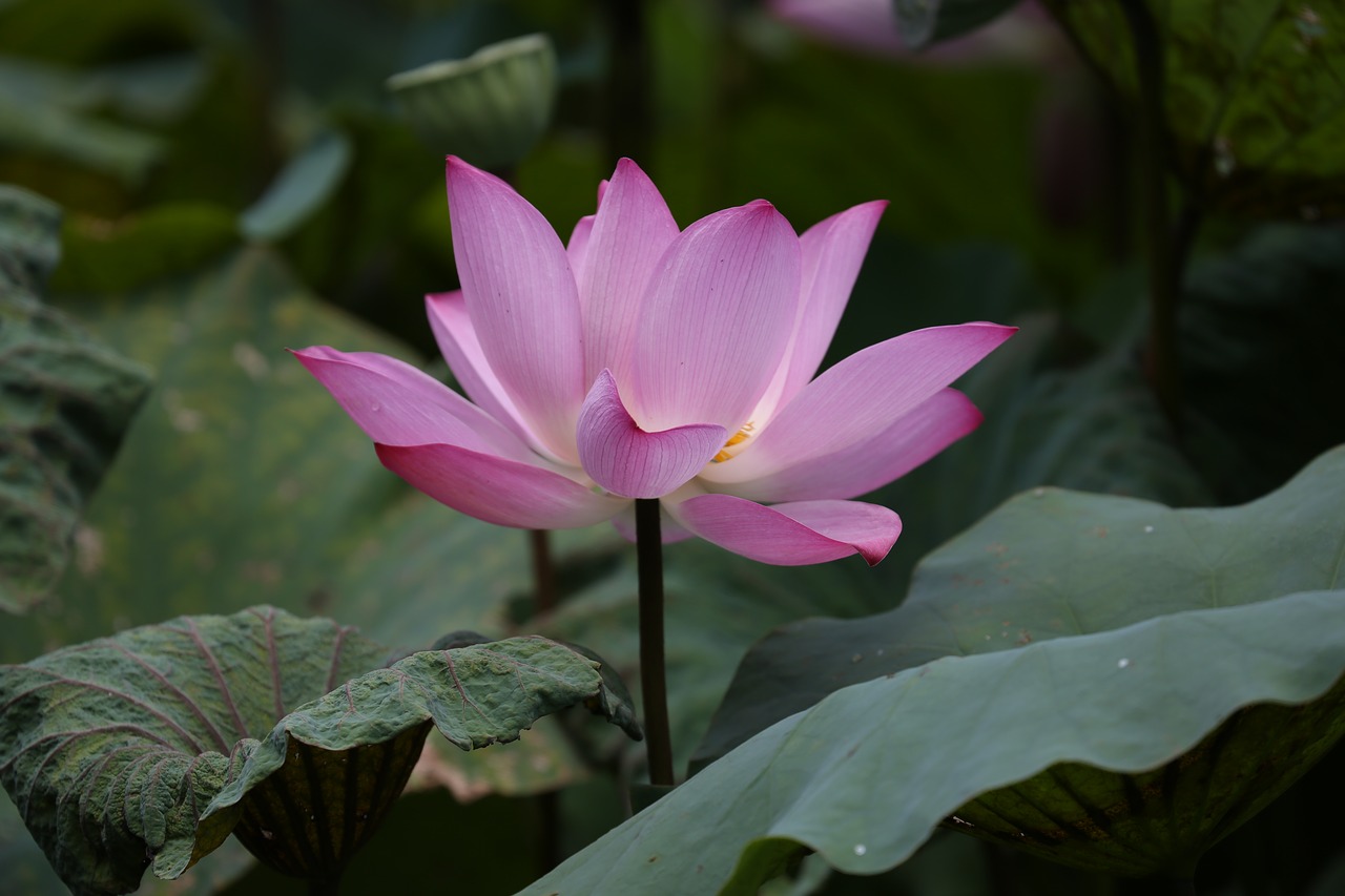 Image - flower lotus taiwan