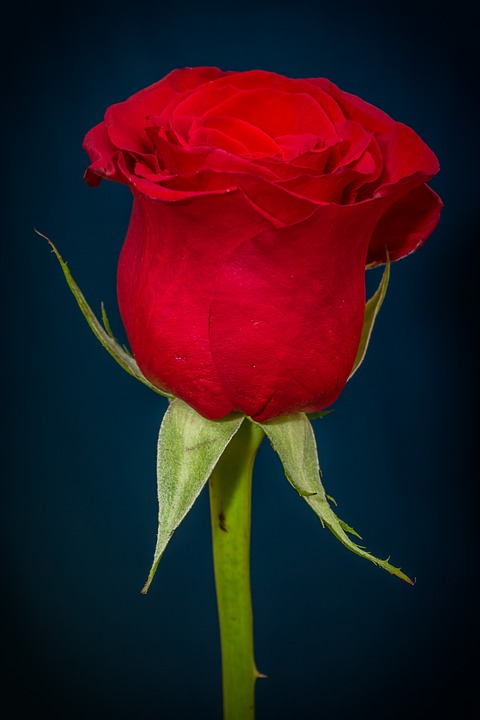 Image - rose red rose red flower