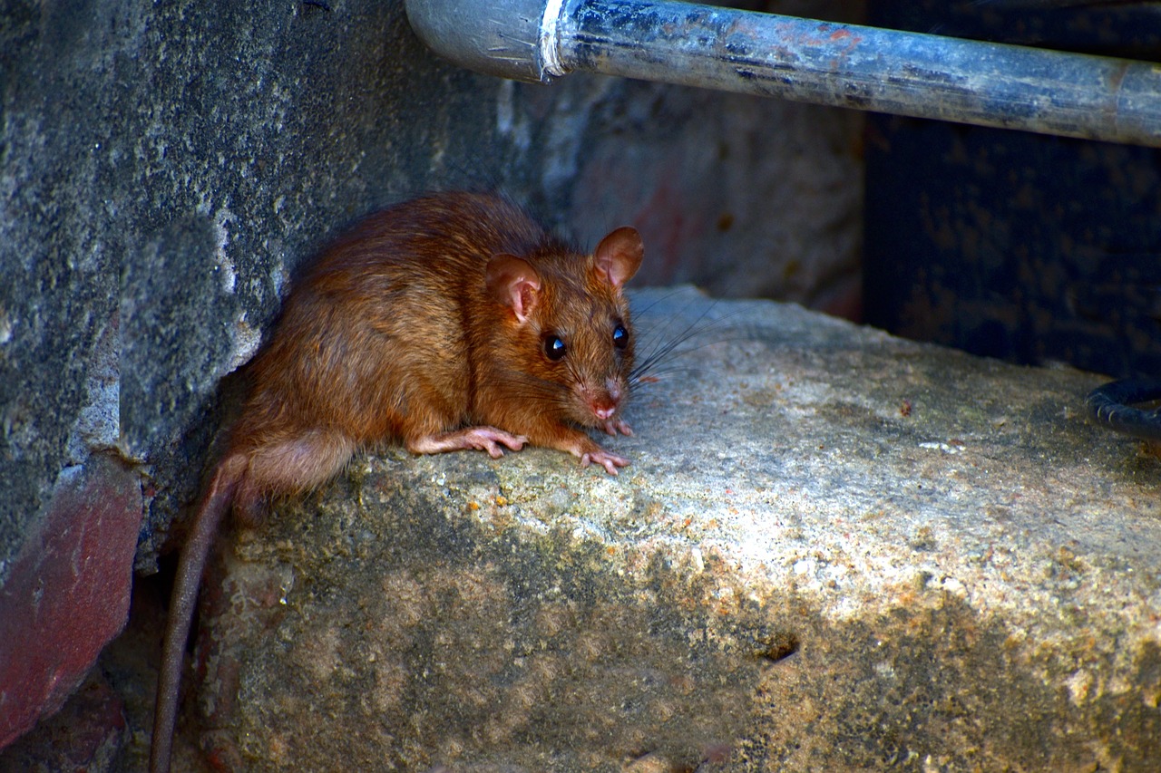 Image - field mouse mus booduga rodent musa