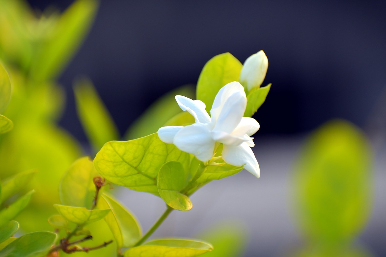 Image - arabian jasmine jasminum sambac
