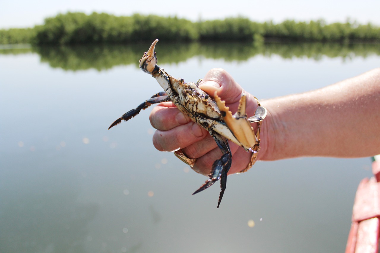 Image - crab river shell shellfish seafood