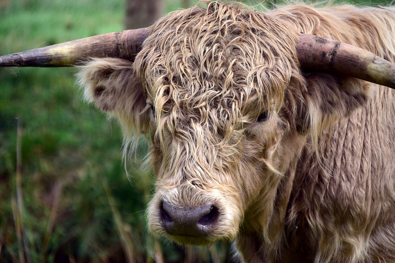 Image - beef highland beef galloway bull