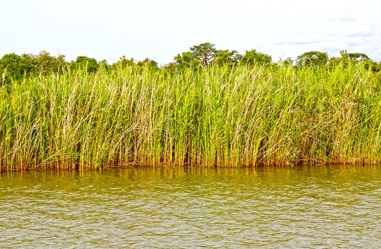 Image - tall grass river bank grass river