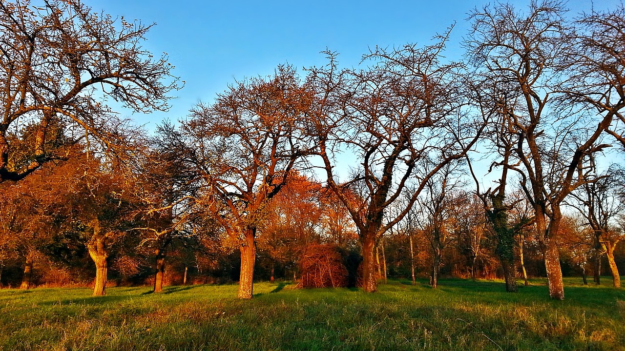 Image - tree the sun meadow nature west