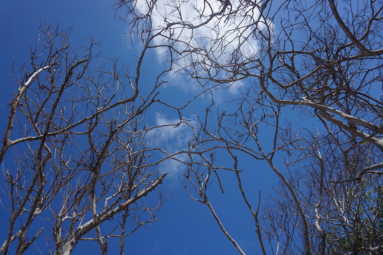 Image - tree tropical beach blue sky