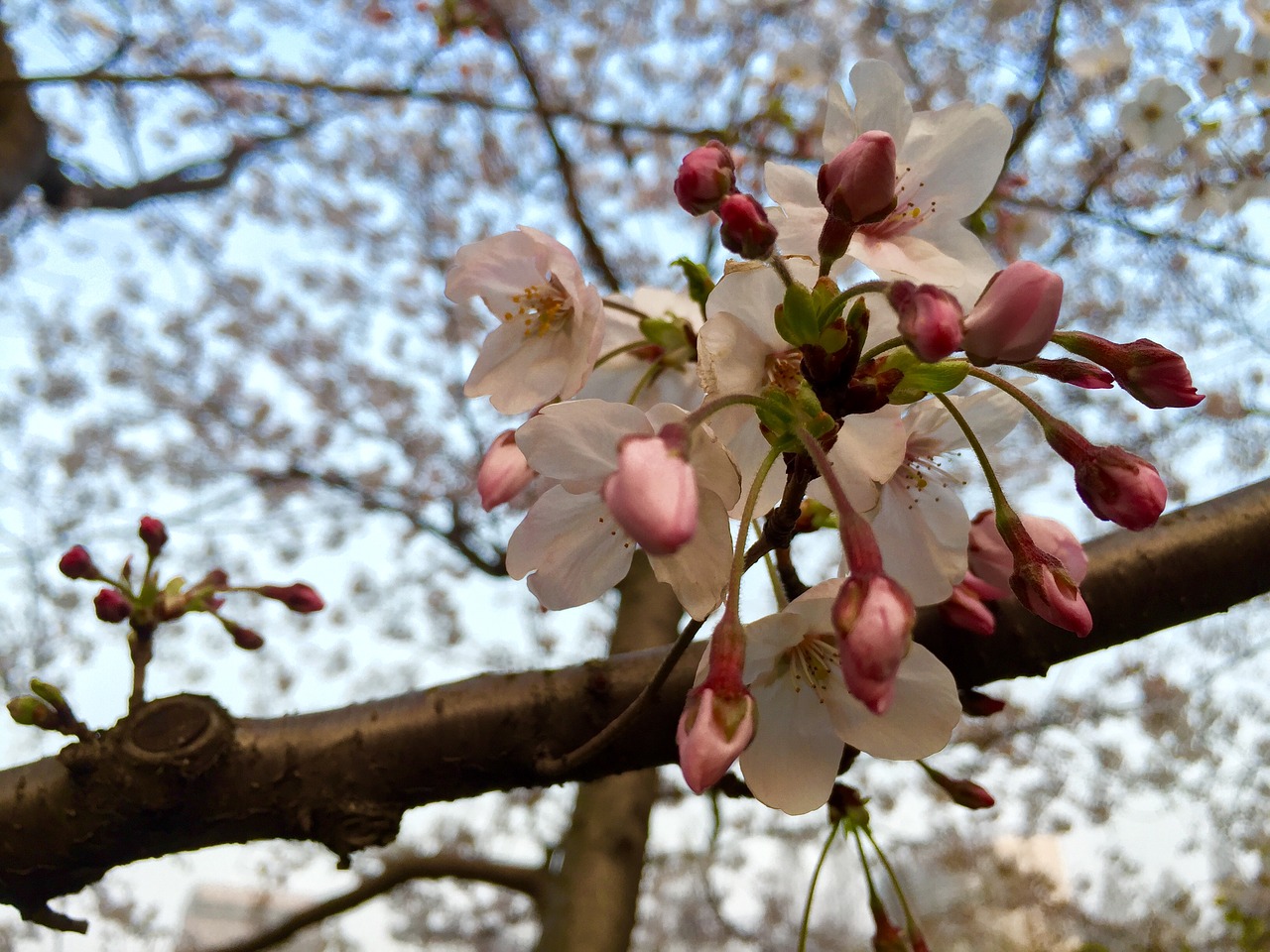 Image - shanghai fudan university spring