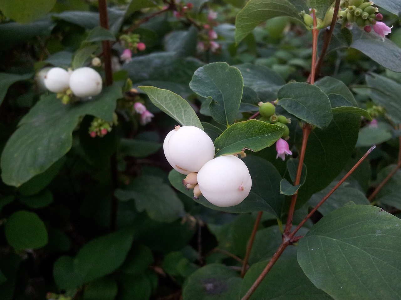 Image - white white berries smällbär