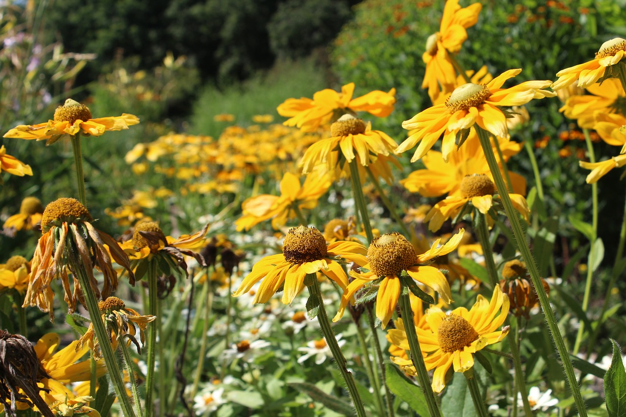 Image - flowers sun hat perennials yellow