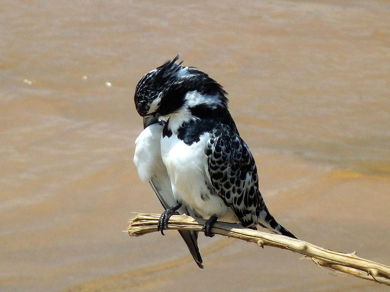 Image - bird nature little bird ornithology