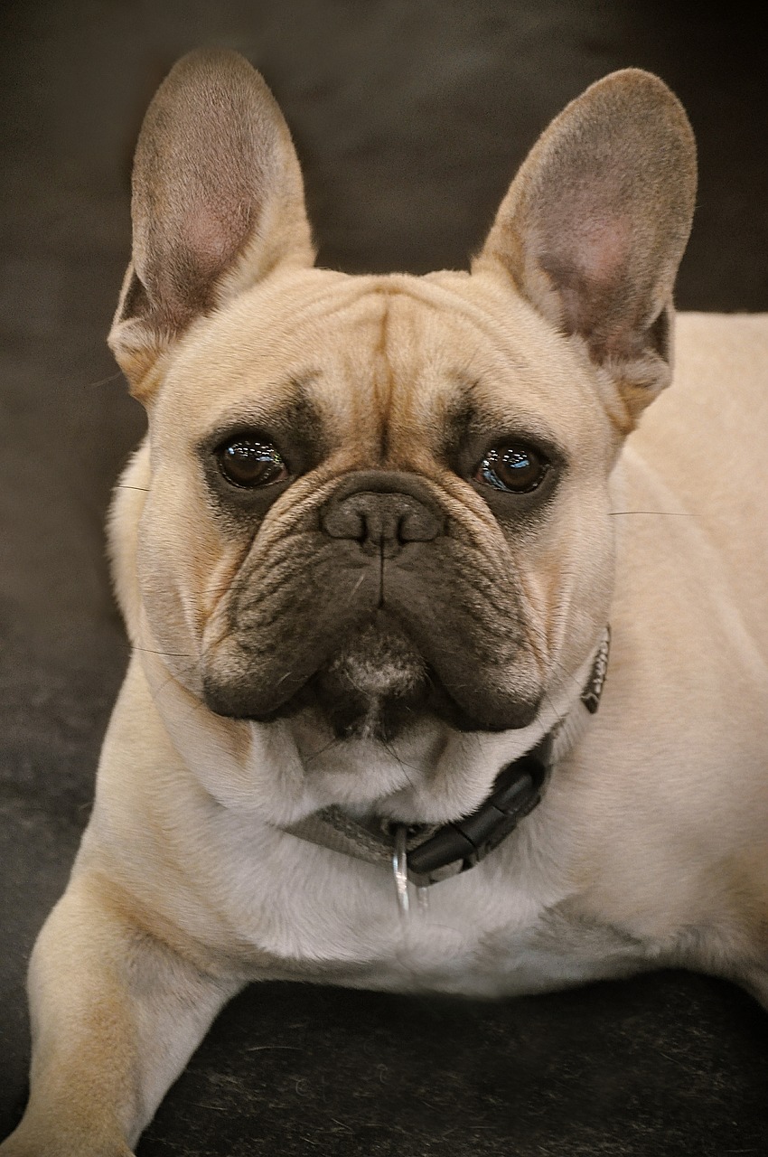 Image - bulldog french bulldog dog close