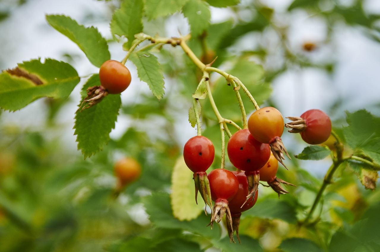 Image - rose hip bush berry forest wild