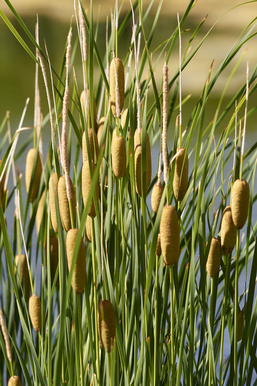 Image - reed nature body of water plant