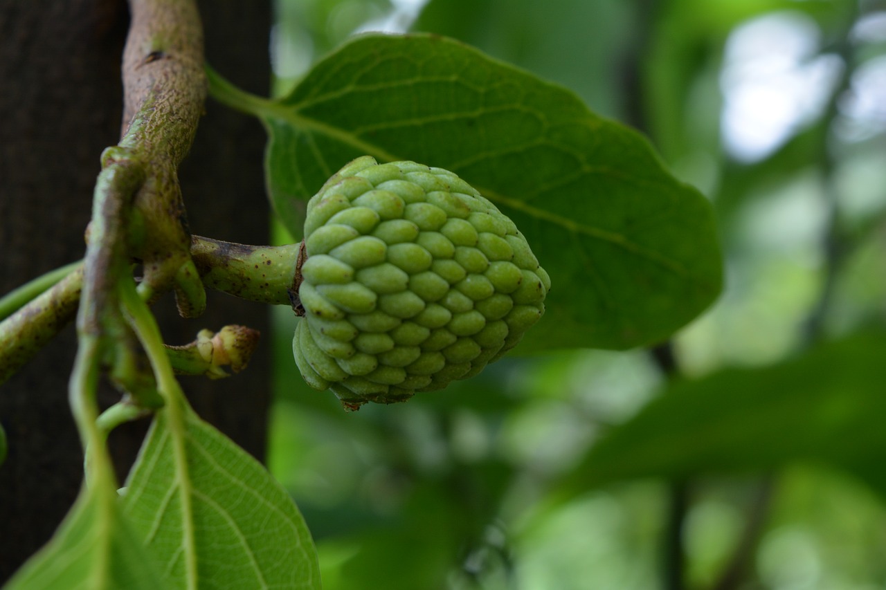 Image - cherimoya fruit fresh healthy