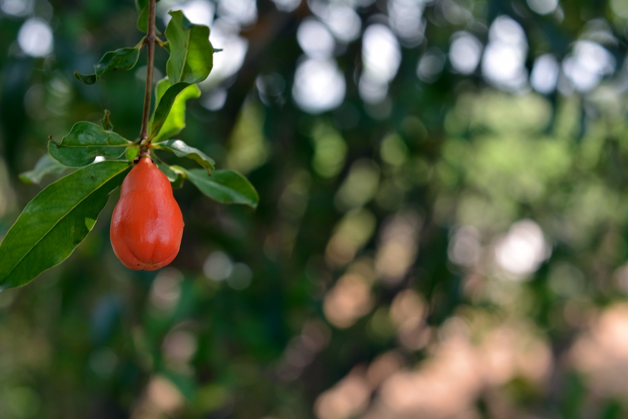 Image - pomegranate fruit red tropical