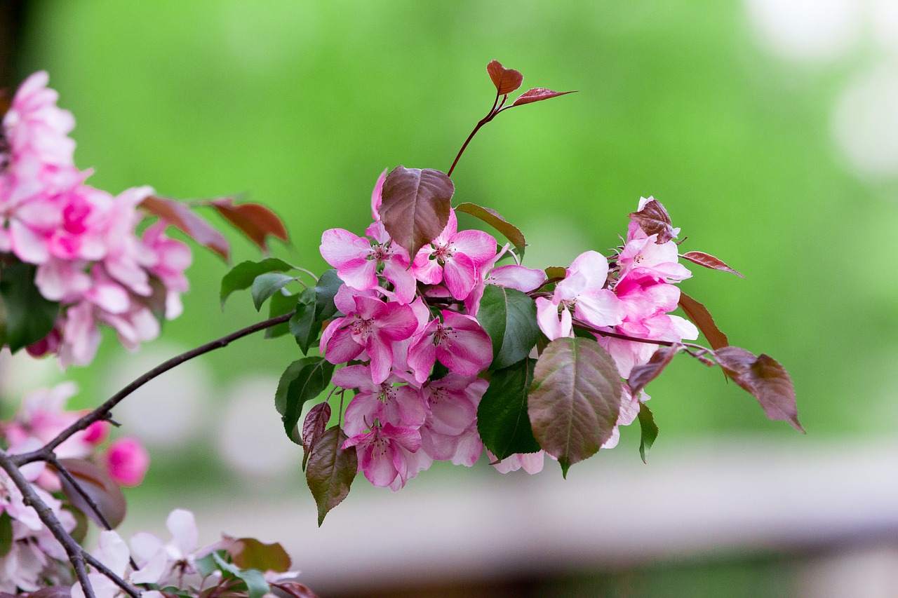 Image - apple tree branch flowers blooming