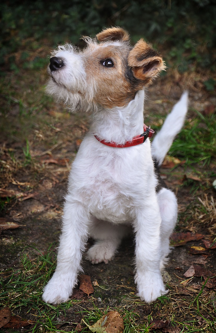 Image - dog fox terrier foxl young dog