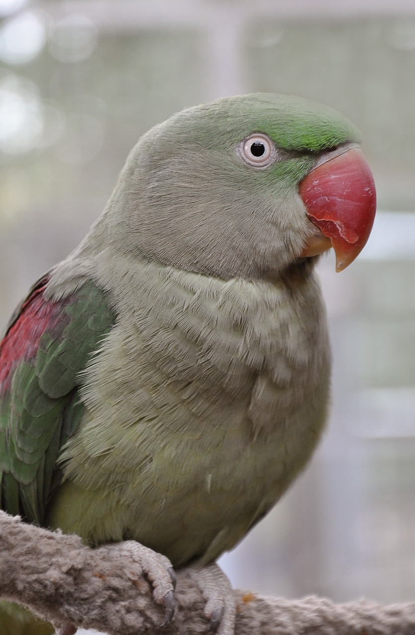 Image - alexander parakeet bird plumage