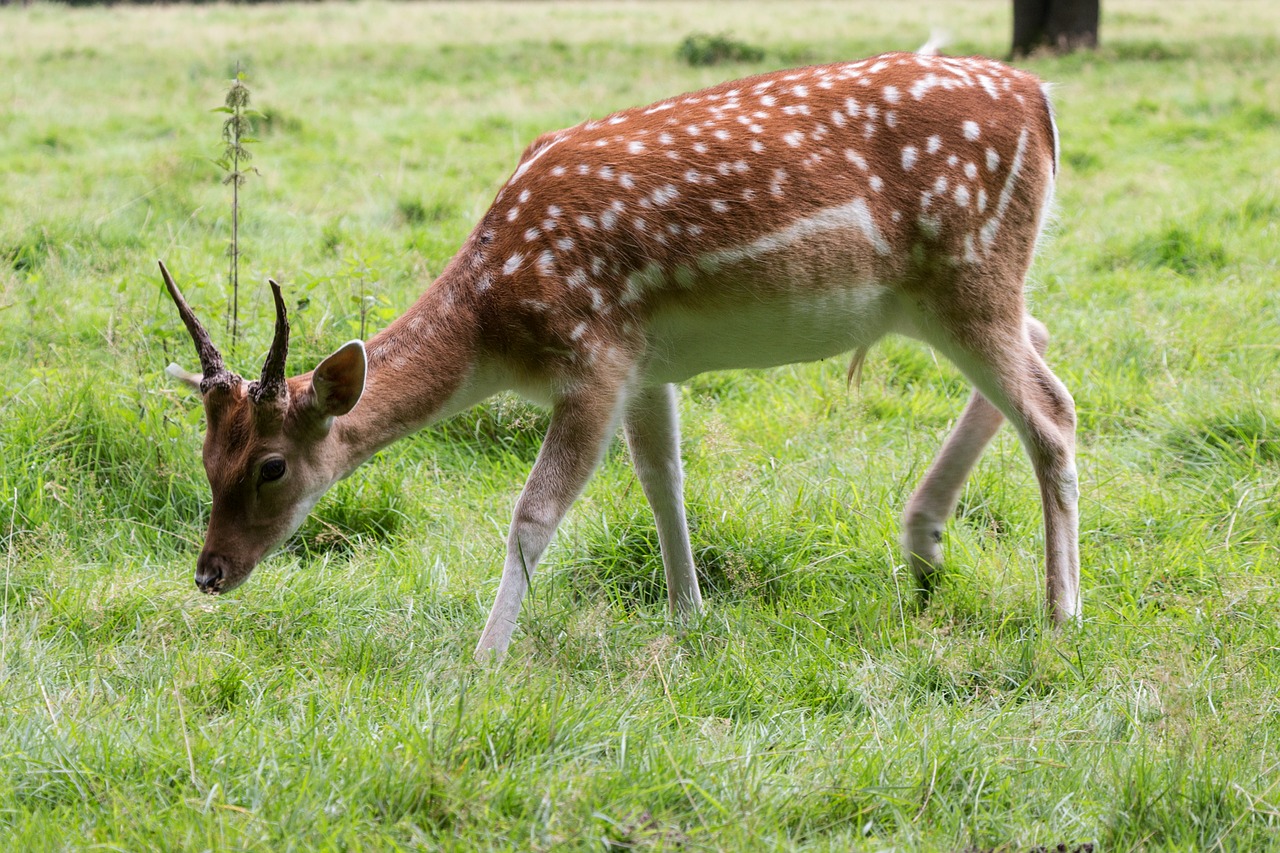 Image - roe deer nature red deer forest